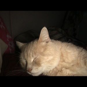 Meet your Posher, Sammy